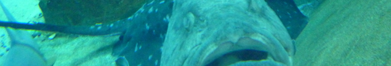 希少糖を知っていますか？