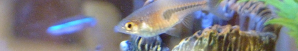 コロバンドに興味ありますか？